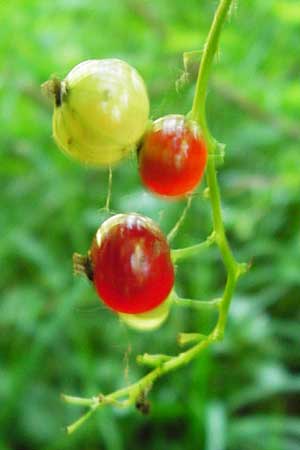 Ribes rubrum \ Rote Johannisbeere / Red Currant, D Mannheim 7.6.2014
