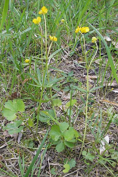 Ranunculus gratiosus \ Geflliger Gold-Hahnenfu / Pleasing Goldilocks, D Ketsch 20.4.2012