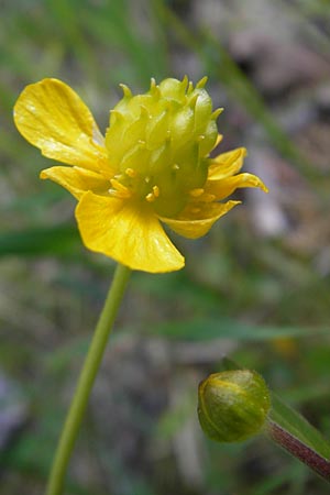 Ranunculus gratiosus \ Geflliger Gold-Hahnenfu / Pleasing Goldilocks, D Ketsch 20.4.2012