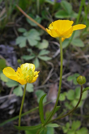Ranunculus gratiosus, Gefälliger Gold-Hahnenfuß Ranunculus gratiosus, Gefälliger Gold-Hahnenfuß