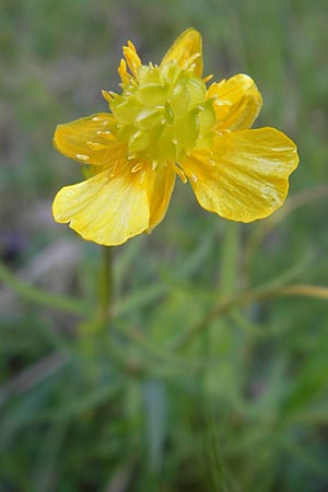 Ranunculus gratiosus \ Geflliger Gold-Hahnenfu / Pleasing Goldilocks, D Ketsch 20.4.2012