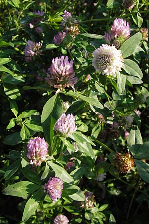 Trifolium pratense \ Rot-Klee, Wiesen-Klee / Red Clover, D Schwarzwald/Black-Forest, Enzklösterle 28.7.2012