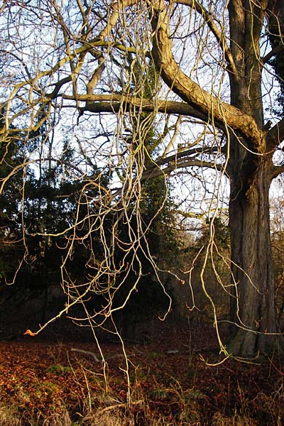 Aesculus hippocastanum \ Ross-Kastanie / Horse Chestnut, D Mannheim 30.12.2013