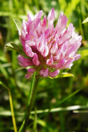 Trifolium pratense, Rot-Klee, Wiesen-Klee Trifolium pratense, Rot-Klee, Wiesen-Klee