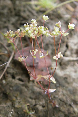 Radiola linoides \ Zwerg-Lein / Allseed, D Feuchtwangen 9.10.2009