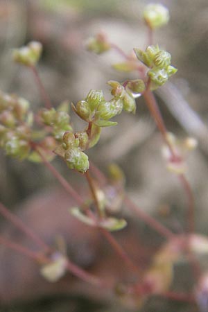 Radiola linoides \ Zwerg-Lein / Allseed, D Feuchtwangen 9.10.2009