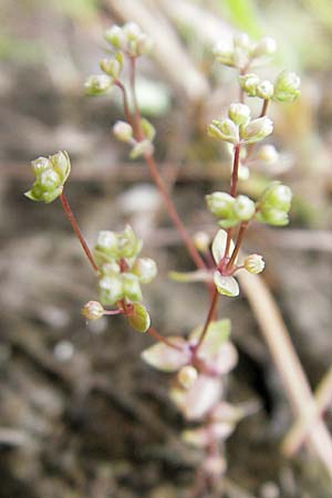 Radiola linoides \ Zwerg-Lein / Allseed, D Feuchtwangen 9.10.2009
