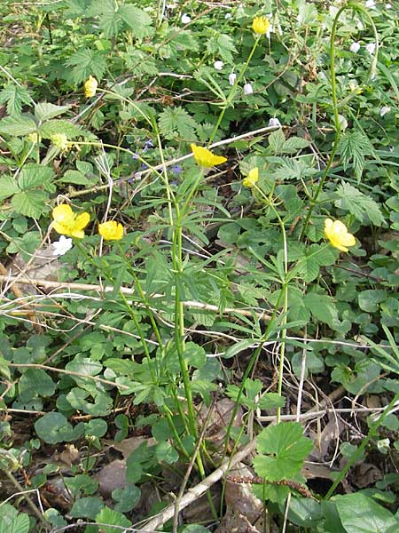 Ranunculus lucorum \ Hain-Gold-Hahnenfu / Grove Goldilocks, D Herxheim 11.4.2011
