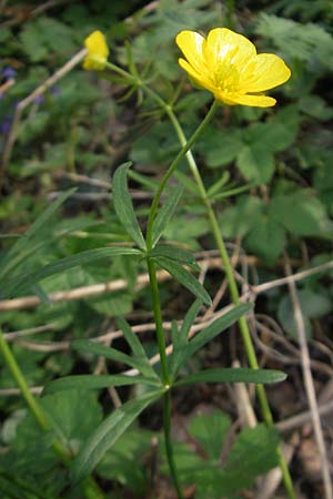 Ranunculus lucorum \ Hain-Gold-Hahnenfu / Grove Goldilocks, D Herxheim 11.4.2011