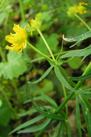 Ranunculus lunaris \ Mond-Gold-Hahnenfu / Moon Goldilocks, D Weil am Rhein 13.4.2011