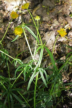 Ranunculus lunaris \ Mond-Gold-Hahnenfu / Moon Goldilocks, D Weil am Rhein 13.4.2011