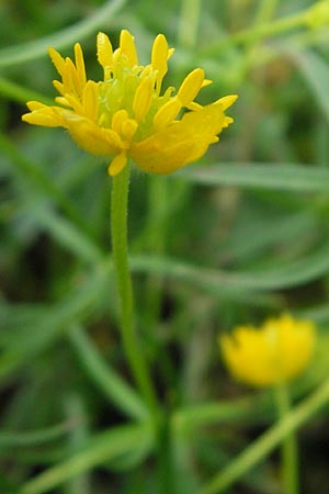 Ranunculus lunaris \ Mond-Gold-Hahnenfu / Moon Goldilocks, D Weil am Rhein 13.4.2011