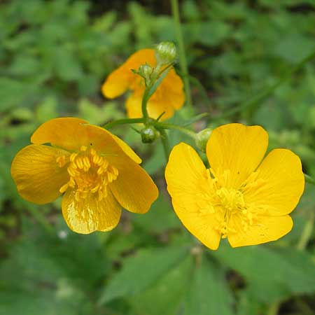 Ranunculus lanuginosus \ Wolliger Hahnenfu / Woolly-Leaved Buttercup, D Franken/Franconia Weismain 7.5.2012