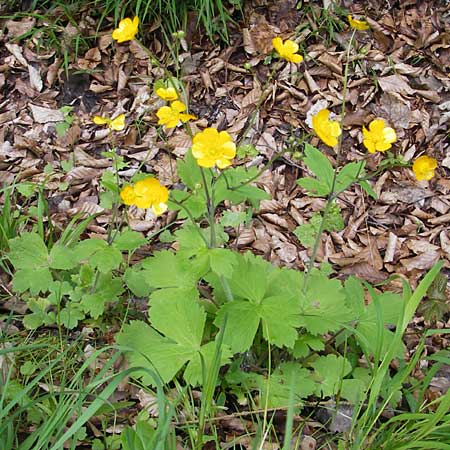 Ranunculus lanuginosus \ Wolliger Hahnenfu / Woolly-Leaved Buttercup, D Franken/Franconia Weismain 7.5.2012
