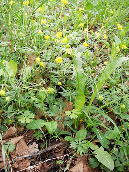 Ranunculus auricomus specC ? \ Gold-Hahnenfu� / Goldilocks, D Gerolzhofen-Sulzheim 5.5.2013