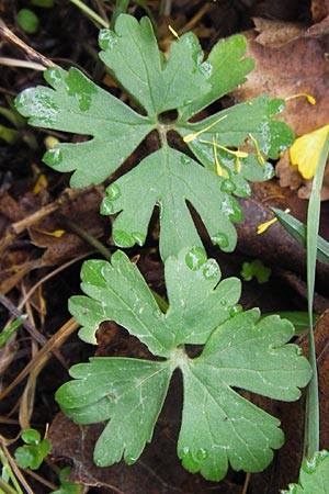 Ranunculus auricomus specC ? \ Gold-Hahnenfu� / Goldilocks, D Gerolzhofen-Sulzheim 5.5.2013