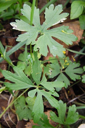 Ranunculus auricomus specC ? \ Gold-Hahnenfu� / Goldilocks, D Gerolzhofen-Sulzheim 5.5.2013