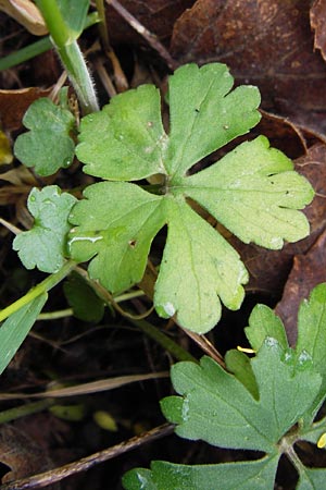 Ranunculus auricomus specC ? \ Gold-Hahnenfu� / Goldilocks, D Gerolzhofen-Sulzheim 5.5.2013