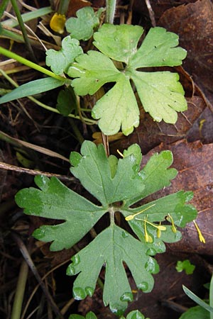 Ranunculus auricomus specC ? \ Gold-Hahnenfu� / Goldilocks, D Gerolzhofen-Sulzheim 5.5.2013