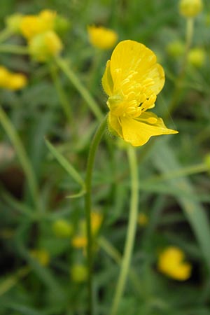 Ranunculus auricomus specC ? \ Gold-Hahnenfu� / Goldilocks, D Gerolzhofen-Sulzheim 5.5.2013