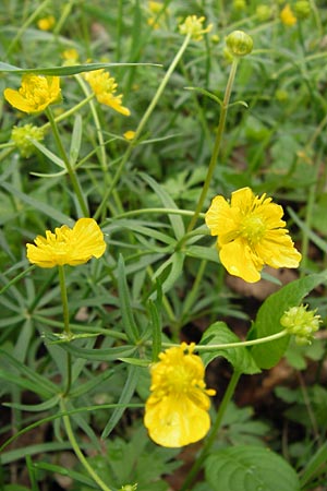 Ranunculus auricomus specC ? \ Gold-Hahnenfu� / Goldilocks, D Gerolzhofen-Sulzheim 5.5.2013