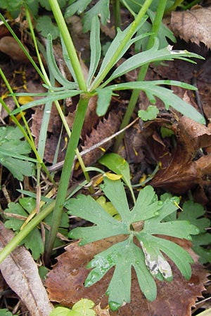 Ranunculus auricomus specC ? \ Gold-Hahnenfu� / Goldilocks, D Gerolzhofen-Sulzheim 5.5.2013