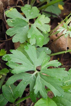 Ranunculus auricomus specC ? \ Gold-Hahnenfu� / Goldilocks, D Gerolzhofen-Sulzheim 5.5.2013