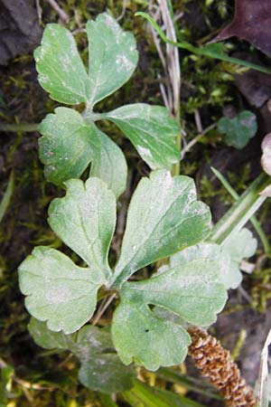 Ranunculus biformis ? \ Zweifrmiger Gold-Hahnenfu / Two-Form Goldilocks, D Ludwigshafen 12.3.2014