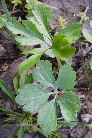 Ranunculus biformis ? \ Zweifrmiger Gold-Hahnenfu / Two-Form Goldilocks, D Ludwigshafen 12.3.2014