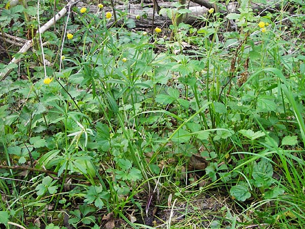 Ranunculus lucorum \ Hain-Gold-Hahnenfu / Grove Goldilocks, D Mannheim 6.4.2014