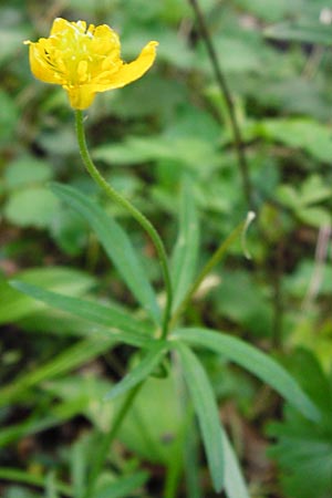 Ranunculus lucorum \ Hain-Gold-Hahnenfu / Grove Goldilocks, D Mannheim 6.4.2014