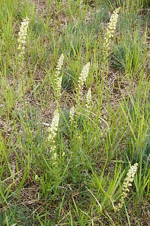 Reseda lutea \ Wilde Resede / Wild Mignonette, D Mannheim 15.5.2014