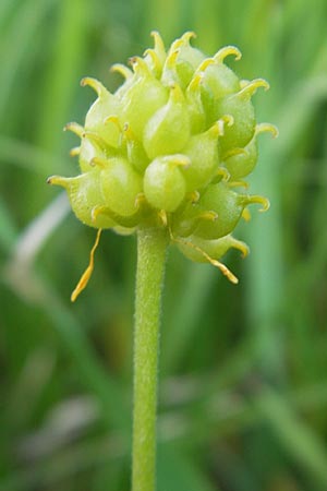 Ranunculus megacarpus \ Gro&szlig;fr&uuml;chtiger Gold-Hahnenfu� / Big-Fruited Goldilocks, D Krumbach 8.5.2010