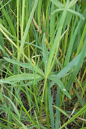 Ranunculus megacarpus \ Gro&szlig;fr&uuml;chtiger Gold-Hahnenfu� / Big-Fruited Goldilocks, D Krumbach 8.5.2010