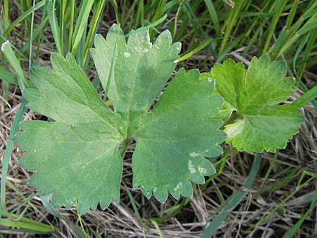 Ranunculus megacarpus \ Gro&szlig;fr&uuml;chtiger Gold-Hahnenfu� / Big-Fruited Goldilocks, D Krumbach 8.5.2010