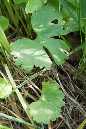 Ranunculus megacarpus \ Gro&szlig;fr&uuml;chtiger Gold-Hahnenfu� / Big-Fruited Goldilocks, D Krumbach 8.5.2010