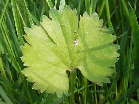 Ranunculus megacarpus \ Gro&szlig;fr&uuml;chtiger Gold-Hahnenfu� / Big-Fruited Goldilocks, D Krumbach 8.5.2010