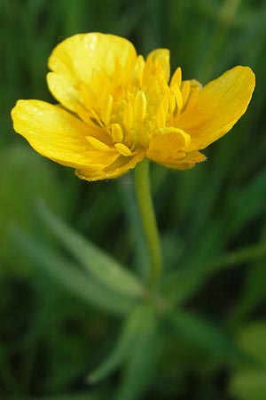 Ranunculus megacarpus \ Gro&szlig;fr&uuml;chtiger Gold-Hahnenfu� / Big-Fruited Goldilocks, D Krumbach 8.5.2010