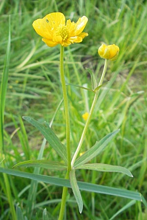 Ranunculus megacarpus \ Gro&szlig;fr&uuml;chtiger Gold-Hahnenfu� / Big-Fruited Goldilocks, D Krumbach 8.5.2010