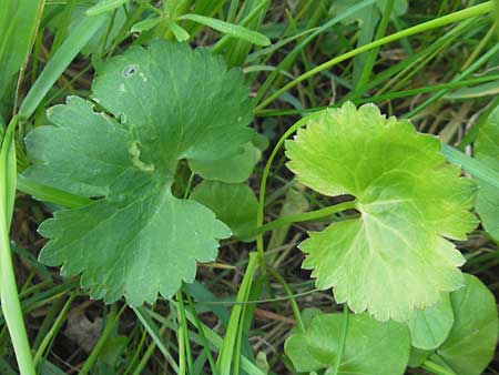 Ranunculus megacarpus \ Gro&szlig;fr&uuml;chtiger Gold-Hahnenfu� / Big-Fruited Goldilocks, D Krumbach 8.5.2010