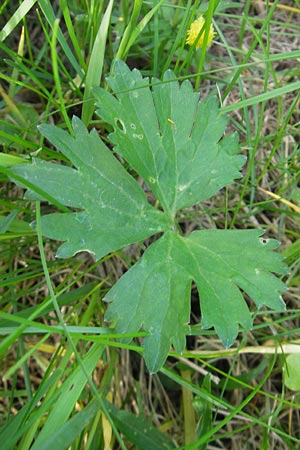 Ranunculus megacarpus \ Gro&szlig;fr&uuml;chtiger Gold-Hahnenfu� / Big-Fruited Goldilocks, D Krumbach 8.5.2010