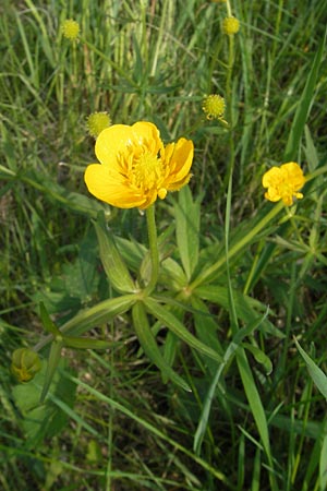 Ranunculus megacarpus \ Gro&szlig;fr&uuml;chtiger Gold-Hahnenfu� / Big-Fruited Goldilocks, D Krumbach 8.5.2010