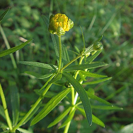 Ranunculus macrotis \ Groohr-Gold-Hahnenfu / Tall-Ear Goldilocks, D Bruchsal-Heidelsheim 9.4.2011
