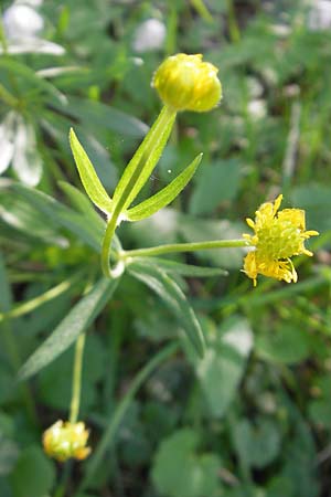 Ranunculus macrotis \ Groohr-Gold-Hahnenfu / Tall-Ear Goldilocks, D Bruchsal-Heidelsheim 9.4.2011
