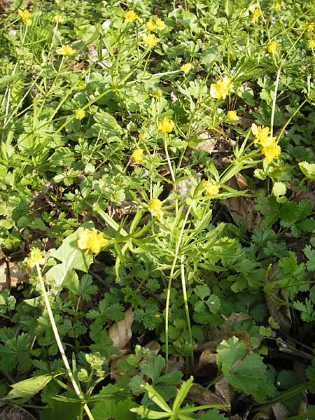 Ranunculus mosbachensis \ Mosbacher Gold-Hahnenfu / Mosbach Goldilocks, D Mosbach 16.4.2011