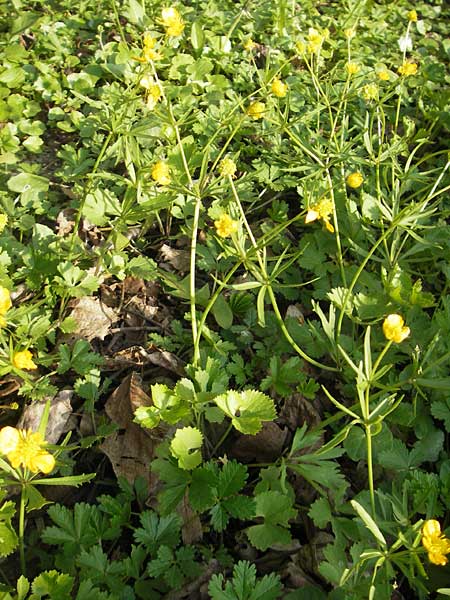 Ranunculus mosbachensis \ Mosbacher Gold-Hahnenfu / Mosbach Goldilocks, D Mosbach 16.4.2011