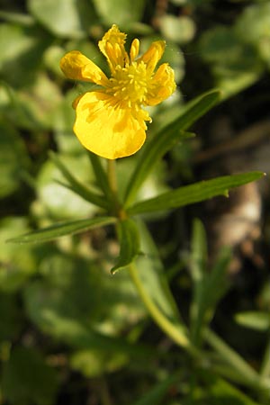 Ranunculus mosbachensis \ Mosbacher Gold-Hahnenfu / Mosbach Goldilocks, D Mosbach 16.4.2011
