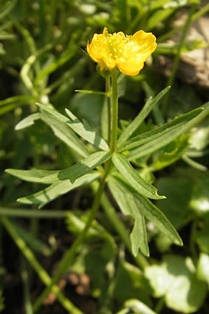 Ranunculus mosbachensis \ Mosbacher Gold-Hahnenfu / Mosbach Goldilocks, D Mosbach 16.4.2011