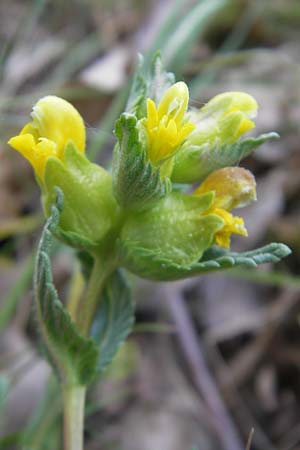 Rhinanthus minor \ Kleiner Klappertopf / Yellow-Rattle, D Queichhambach 4.5.2011