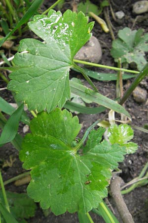 Ranunculus monacensis \ Mnchner Gold-Hahnenfu / Munich Goldilocks, D Olching 5.5.2012